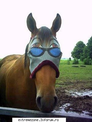 :rotfl: poze amuzante