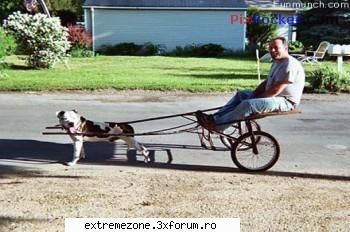 funny car poze amuzante